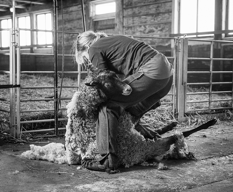 Ett får blir av med sin vinterull