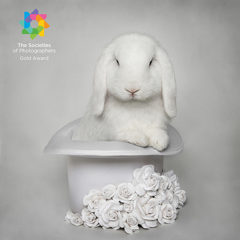Bilden A Rabbit in a Hat har fått en Gold Award på SWPP 2022