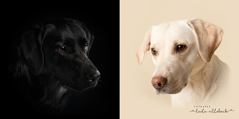En jämförelse av en bild på svart labrador på svart bakgrund och en gul labrador på cremefärgad bakgrund