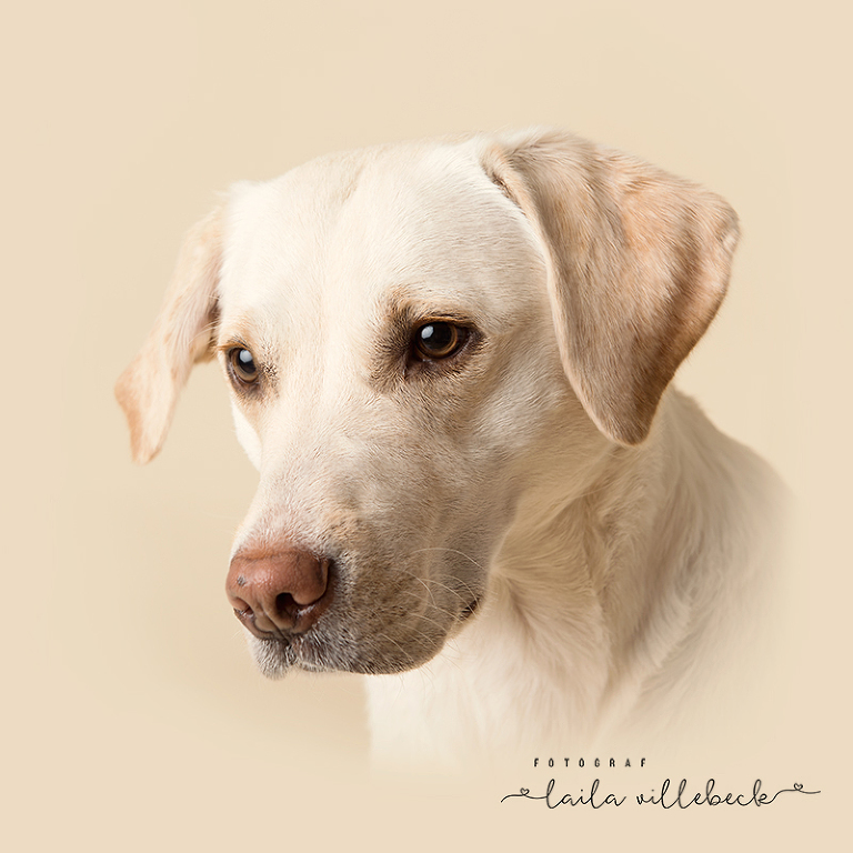 Hundporträtt på Edison, en gul labrador på en studiobakgrund i samma ton